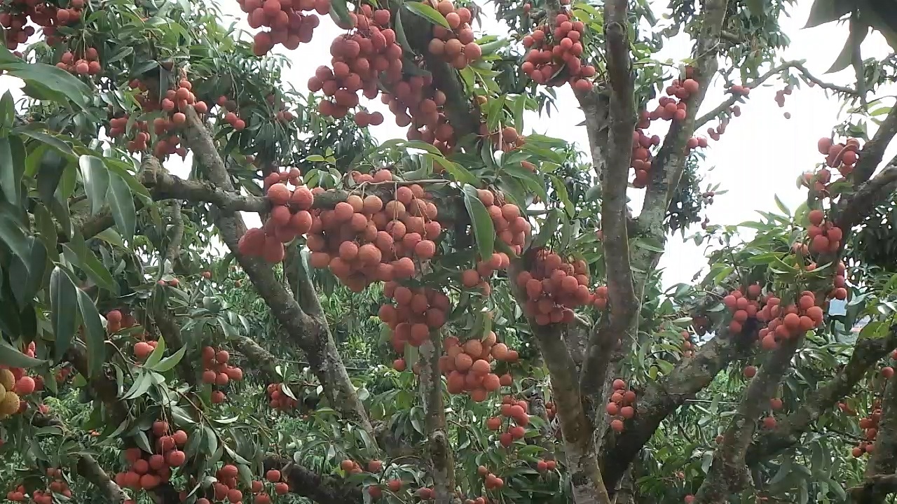 Vườn vải thiều bạc tỷ "có một không hai" ở Bắc Giang - 3 Trọng Trinh