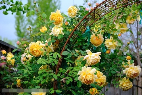 Một trong những giống hồng leo vàng rất quyến rũ được nhiều người yêu thích: golden celebration