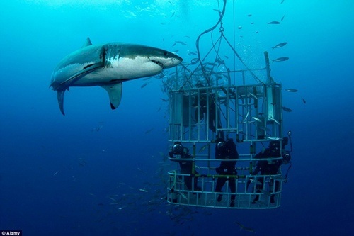 Trải nghiệm cảm giác kinh hoàng đối đầu "sát thủ đại dương" - 1 Trải nghiệm cảm giác kinh hoàng đối đầu sát thủ đại dương