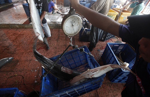 Loạt ảnh cá mập bị cắt vây gây sốc ở Indonesia - 4 Nhu cầu vi cá mập của người tiêu dùng tăng nhanh, việc buôn bán cũng tràn lan.
