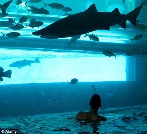 Trải nghiệm cảm giác kinh hoàng đối đầu "sát thủ đại dương" - 5 Trượt tự do trong đường ống trong suốt sẽ là trải nghiệm khó quên