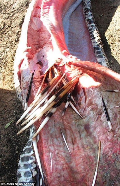 Sốc cảnh trăn khổng lồ chết thảm vì "háu đói" - 5 Gai nhím sắc nhọn đâm thủng nội tạng trăn