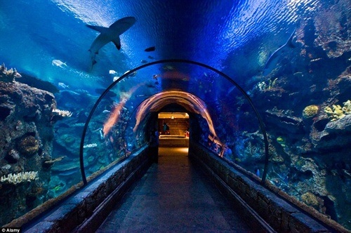 Trải nghiệm cảm giác kinh hoàng đối đầu "sát thủ đại dương" - 8 Trượt tự do trong đường ống trong suốt sẽ là trải nghiệm khó quên