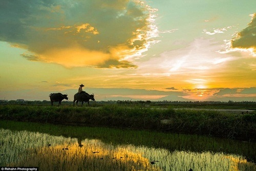 Đất và người Hội An say lòng nhiếp ảnh gia Pháp - 1 Khung cảnh làng quê Việt rất đỗi thân thương dưới ống kính nhiếp ảnh gia người Pháp.