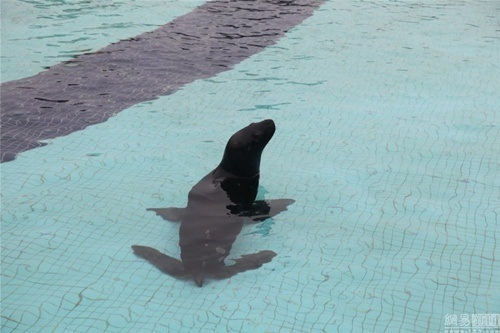 Bao trọn bể bơi khách sạn 5 sao tổ chức sinh nhật cho thú cưng - 2 Chú hải cẩu thỏa thích bơi trong khuôn viên rộng rãi của khách sạn.