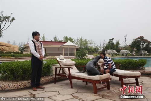 Bao trọn bể bơi khách sạn 5 sao tổ chức sinh nhật cho thú cưng - 4 Ngoài các dịch vụ cao cấp, chú hải cẩu còn có một phục vụ riêng.