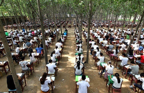 Trường học tổ chức thi cuối kỳ... trong rừng để tránh nóng - 4 Toàn cảnh không gian thi của hơn 800 học sinh.