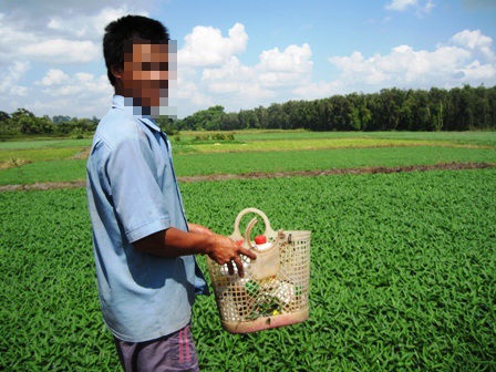 Hoảng hồn với rau muống nhiễm độc thuốc trừ sâu - 1 Cánh đồng rau muống xanh mướt ở ngoại thành thị xã Thủ Dầu Một