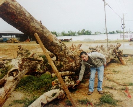 Cây huỳnh đàn đỏ “đểu” trị giá 3 tỷ đồng. (Ảnh do C.A cung cấp)