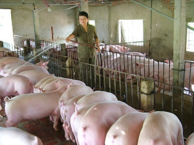 Vùng an toàn dịch bệnh sẽ cung cấp thịt sạch ngay giữa mùa dịch