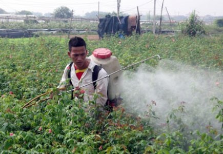 Lạm dụng thuốc trừ sâu ảnh hưởng gián tiếp đến trẻ em và người già - 1 8.5% nông dân khẳng định đã từng bị ngộ độc trong khi sử dụng hóa chất (Ảnh minh họa)