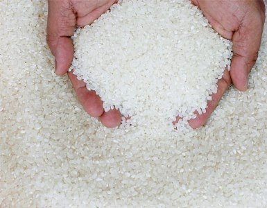 Gạo Việt Nam xuất khẩu giá thấp vì giống lúa “lôm côm”? - 2 Việt Nam sẽ ưu tiên nghiên cứu các giống lúa có giá bán cao (Ảnh minh họa)