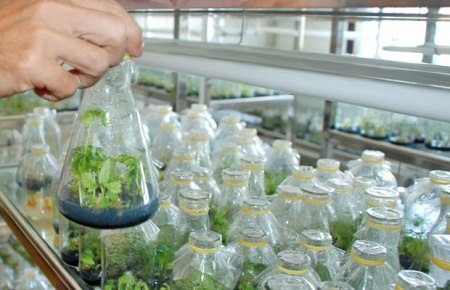 Ứng dụng nông nghiệp công nghệ cao: “Tắc” ở khâu quản lý - 2 TS. Nguyễn Văn Bộ, nguyên Giám đốc Viện Khoa học Nông nghiệp Việt Nam