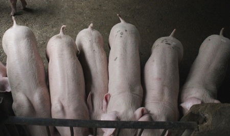 Đa số các hộ chăn nuôi nhỏ lẻ không dùng chất cấm trong chăn nuôi. (