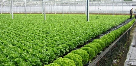 Khủng hoảng niềm tin giữa người sản xuất và người tiêu dùng rau an toàn - 2 Sản xuất rau an oàn theo tiêu chuẩn Basic GAP (Ảnh minh họa)