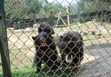 Cần cứu ngay 25 cá thể gấu đang bị bỏ đói - 1 Cần cứu ngay 25 cá thể gấu đang bị bỏ đói