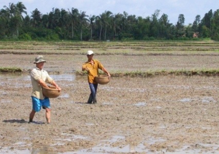 Gạo Việt Nam xuất khẩu giá thấp vì giống lúa “lôm côm”? - 1 Đa số nông dân ở ĐBSCL vẫn tự để giống cho vụ sau (Ảnh minh họa)
