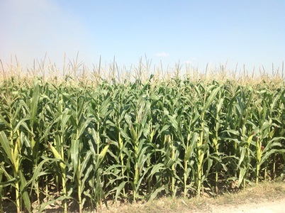 VN tiếp tục chứng nhận an toàn sinh học cho ngô biến đổi gen - 1 Đến nay, Việt Nam đã cấp Giấy chứng nhận ATSH cho 4 sự kiện ngô biến đổi gen (Ảnh: V.D)