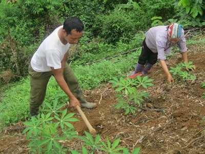 Đa số người trồng rừng không có khả năng đàm phá giá sản phẩm nên luôn bị thua thiệt (Ảnh minh họa)