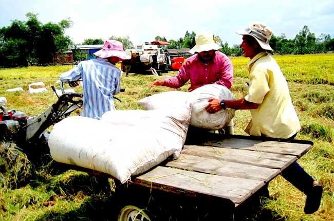 Nhanh chóng thu mua tạm trữ lúa gạo để cứu giá cho nông dân - 1 ĐBSCL đang rộ thu hoạch lúa gạo (Ảnh minh họa)