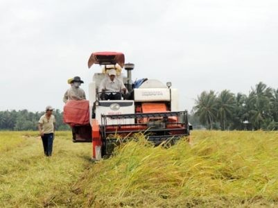 Cứu giá cho nông dân: Chưa có biện pháp nào hiệu quả hơn thu mua tạm trữ - 1 Ở ĐBSCL đang là thời điểm thu hoạch rộ lúa Đông - Xuân chính vụ (Ảnh minh họa).