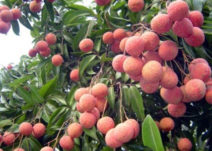 Vải, nhãn Việt mất 12 năm tìm đường sang Úc, Mỹ - 2 Vải là loại quả tươi đầu tiên của Việt Nam được xuất khẩu sang Úc (Ảnh minh họa)