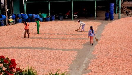 Về làng tôm khô nổi tiếng ở nơi cuối cùng của Tố quốc - 2 Các công đoạn làm tôm khô