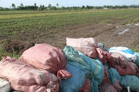 Hàng loạt tấn khoai lang (loại 3) chất đống ngoài
ruộng để bỏ