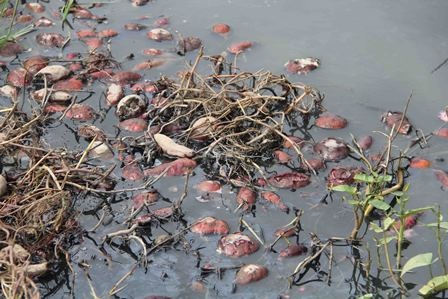 Không bán được, người dân đổ khoai lang xuống
mương