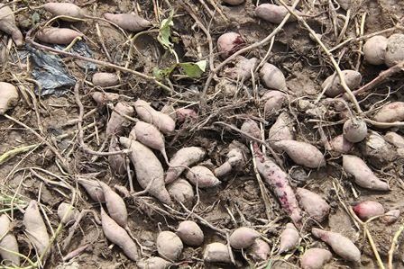 Không bán được, khoai lang bỏ phế khắp bờ sông