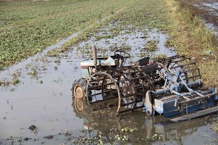 Người dân cho nước vào ruộng khoai để chuẩn bị
làm đất, chuyển sang trồng cây màu khác