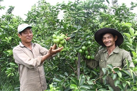 Chanh không hạt giúp nhiều người dân ở Hậu Giang thoát nghèo