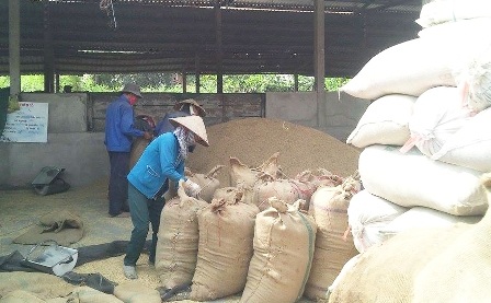 Doanh nghiệp nhỏ khó tiếp cận với nguồn tín dụng để mua tạm trữ lúa gạo - 1 Các lò sấy lúa ở Cần Thơ đang quá tải (ảnh Hiền Thanh)