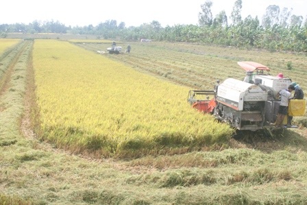 Giá lúa đang nhích lên sau khi T