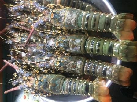 Hải sản tươi sống, giá cả phải chăng cũng là một điều khiến Phú Quốc càng trở nên hấp dẫn