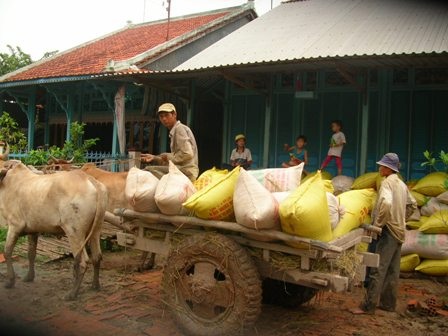 Thu mua tạm trữ sao cho có hiệu quả vẫn còn nhiều tranh luận