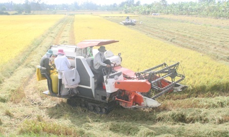 Hạt gạo và chiếc ghế VFA! - 1 Nông dân Hậu Giang thu hoạch lúa