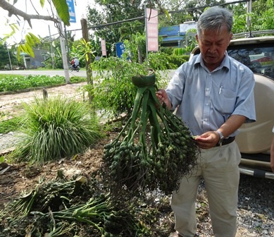 Cần Thơ: Thương lái ồ ạt thu mua cau non giá cao - 6 Ông Nguyễn Lạc - Phó chủ tịch Hội nông dân huyện Phong Điền bên những buồng cau non