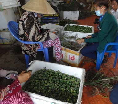 Cần Thơ: Thương lái ồ ạt thu mua cau non giá cao - 3 Cau non được lặt sạch, đóng thùng để chuyển đi