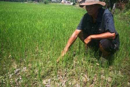 Người nông dân (Bình Đại, Bến Tre) ngồi bần thần bên ruộng lúa thiếu nước