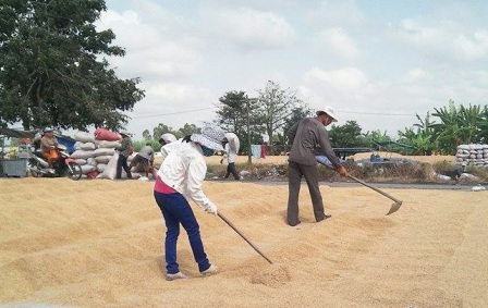“Cò lúa” và chuyện doanh nghiệp mua gạo - 1 Nông dân Cờ Đỏ - Cần Thơ nhộn nhịp thu hoạch lúa đông xuân