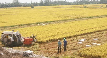 “Cò lúa” và chuyện doanh nghiệp mua gạo - 3 Nông dân Hậu Giang thu hoạch rộ lúa đông xuân