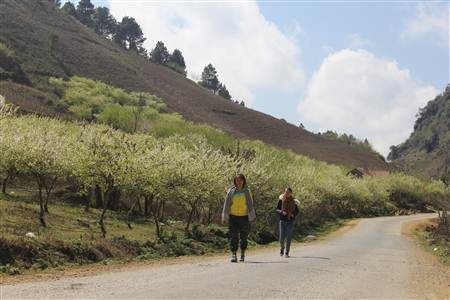 Du lịch Mộc Châu luôn thu hút đối với du khách