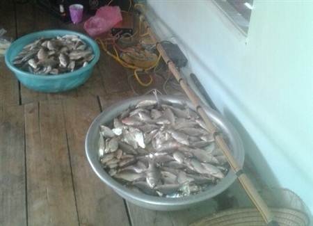 Cá chết nổi trắng sông, dân tấp nập đi vớt - 1 Nhiều người dân tại TP Bắc Giang chỉ cần dùng tay cũng vớt được hàng chục kg cá.