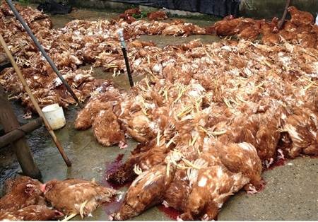 Đòi đền bù tiền tỷ từ… 300 con gà chết? - 1 Dư luận đang nghi vấn về việc có sự móc nối kê khống số gà chết hưởng tiền đền bù.