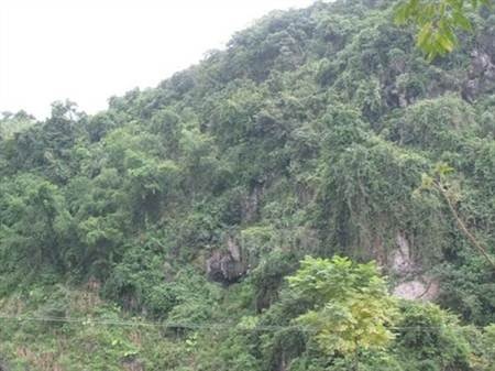 Khu rừng hoang nơi phát hiện bé Chiến Thắng.