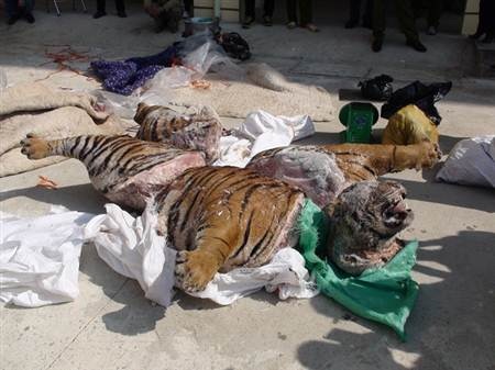 Cá thể hổ nặng hàng trăm kg bị xẻ thành 5 khúc