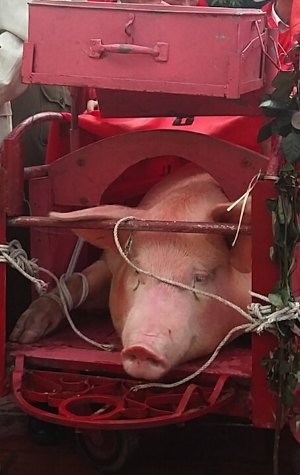 Người dân Ném Thượng vẫn “chém lợn” trong ngày hội làng - 4 Nghi thức rước cụ Ỉn vào Đình để các đao phủ thực hiện việc hành quyết.