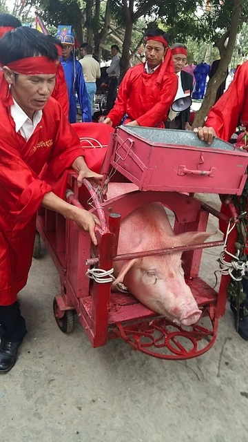 Người dân Ném Thượng vẫn “chém lợn” trong ngày hội làng - 5 Nghi thức rước cụ Ỉn vào Đình để các đao phủ thực hiện việc hành quyết.