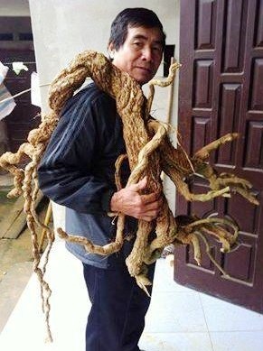 Ông Nguyễn Văn Phong bên rễ Ba Kích khổng lồ nặng 10kg do ông đào được trong rừng.